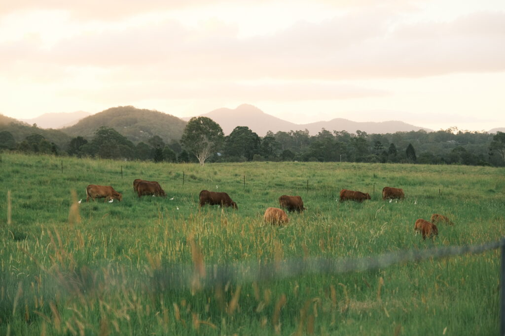 samford cows