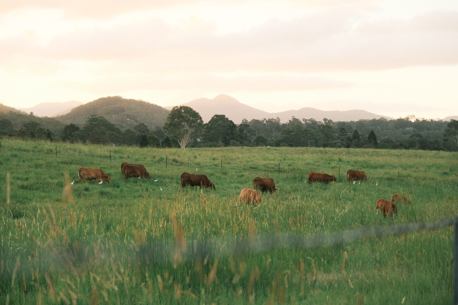 samford cows