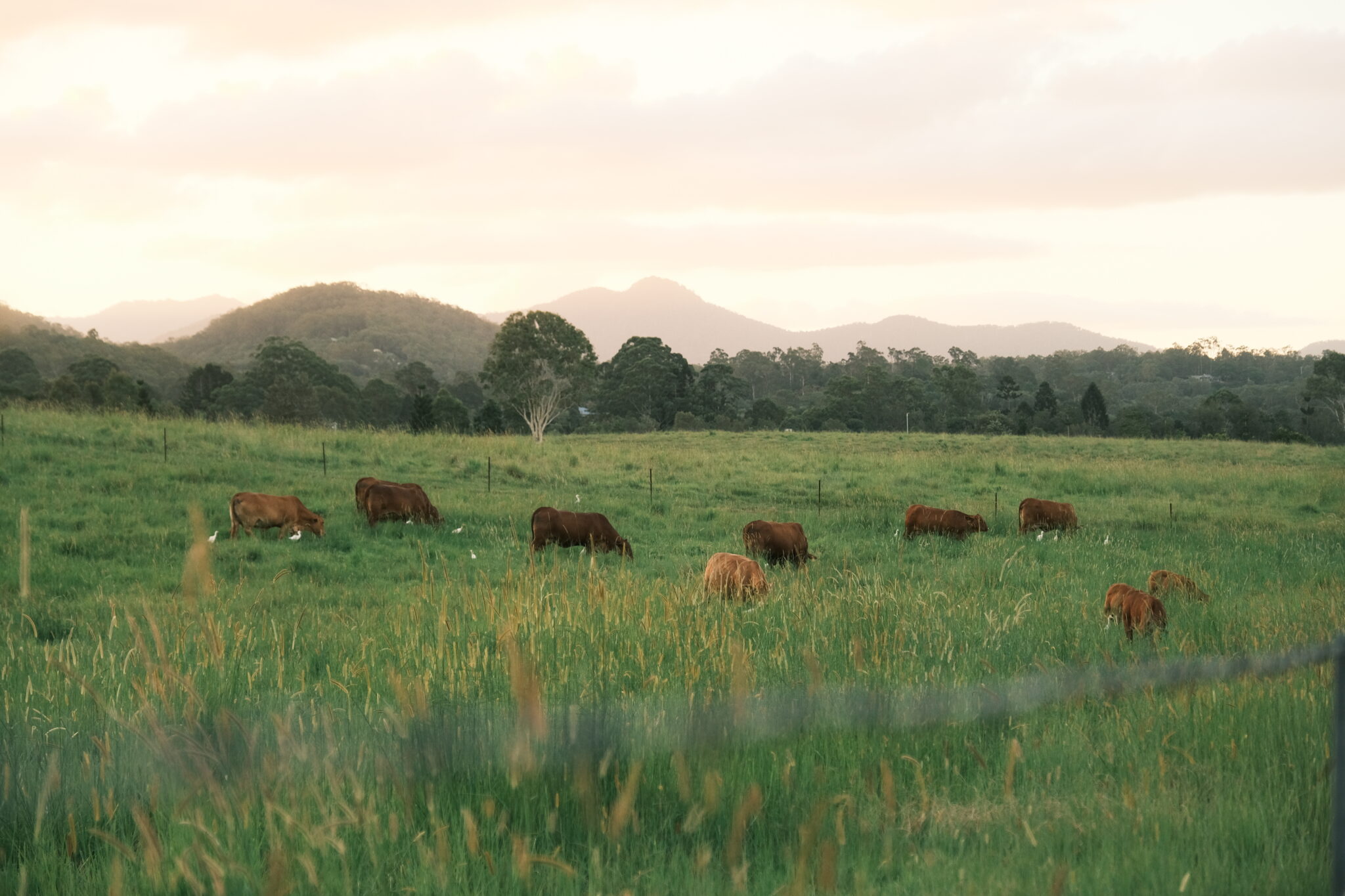 samford cows
