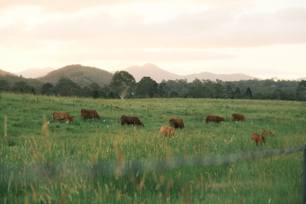 samford cows