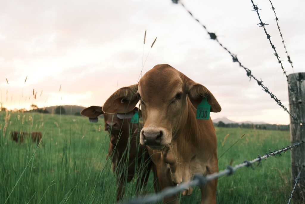 a samford cow